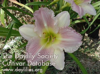 Daylily Artistic Pink